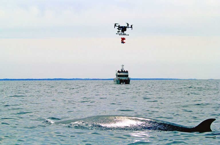 Endangered whales tagged with digital acoustic tech